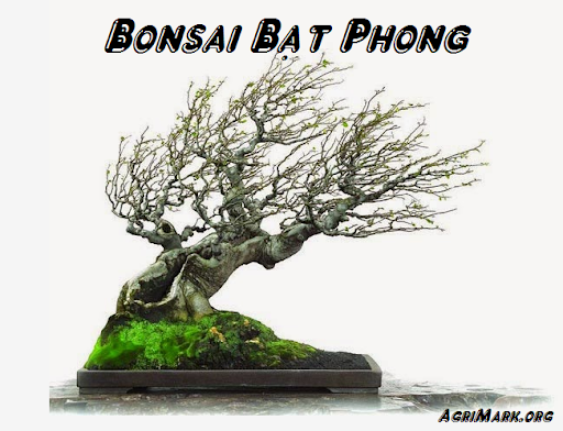 tong-hop-the-cay-bonsai-duoc-ua-chuong-nhat-park-3-3