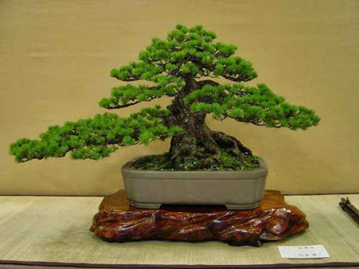 tong-hop-the-cay-bonsai-duoc-ua-chuong-nhat-park-3-4