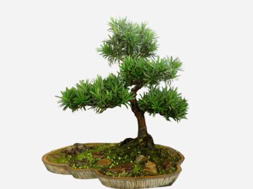 tong-hop-the-cay-bonsai-duoc-ua-chuong-nhat-park-3-6