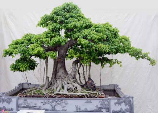 tong-hop-the-cay-bonsai-duoc-ua-chuong-nhat-park-4-4