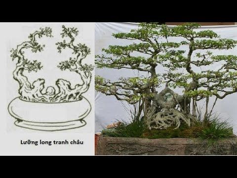 tong-hop-the-cay-bonsai-duoc-ua-chuong-nhat-park-4-5