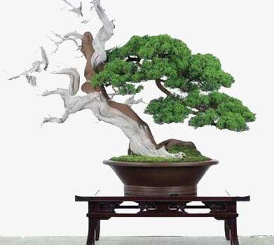tong-hop-the-cay-bonsai-duoc-ua-chuong-nhat-park-4-6