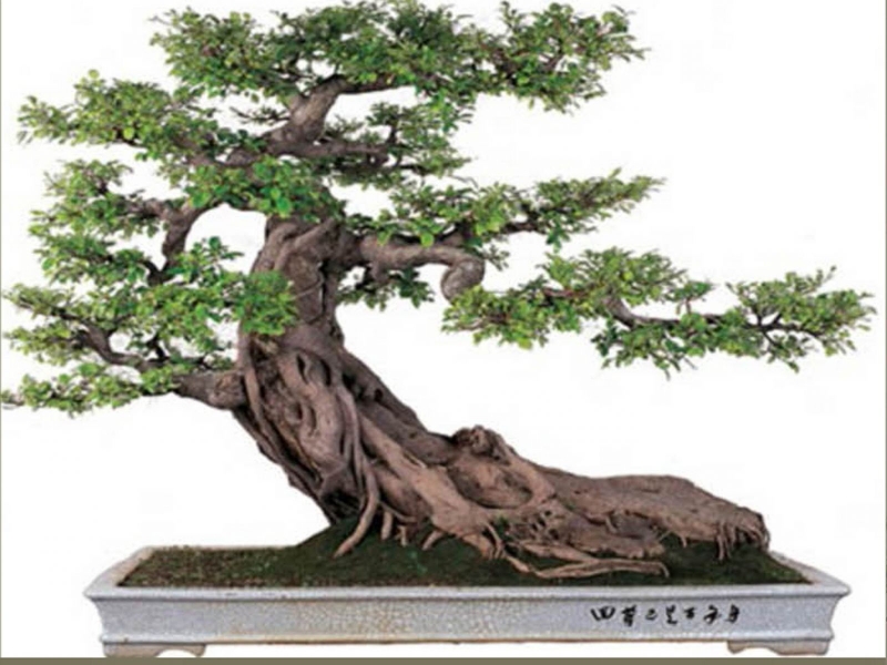 tong-hop-the-cay-bonsai-duoc-ua-chuong-nhat-park-5-2