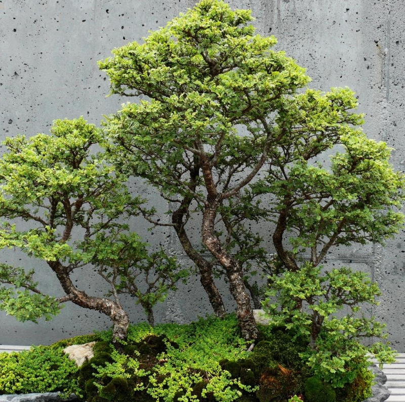 tong-hop-the-cay-bonsai-duoc-ua-chuong-nhat-park-5-3