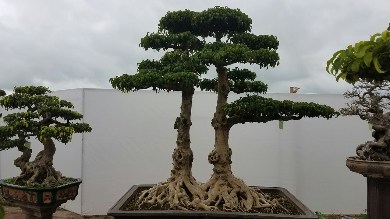 tong-hop-the-cay-bonsai-duoc-ua-chuong-nhat-park-5-4