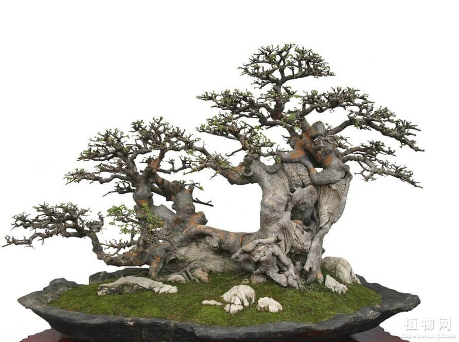 tong-hop-the-cay-bonsai-duoc-ua-chuong-nhat-park-5-5