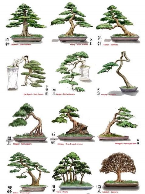 tong-hop-the-cay-bonsai-duoc-ua-chuong-nhat-park-6-1
