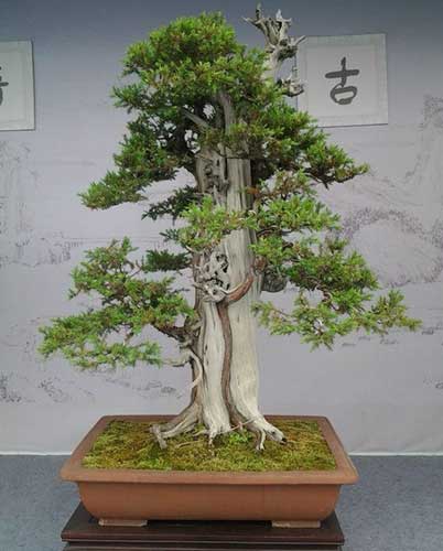 tong-hop-the-cay-bonsai-duoc-ua-chuong-nhat-park-6-6