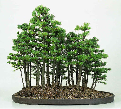 tong-hop-the-cay-bonsai-duoc-ua-chuong-nhat-park-7-2