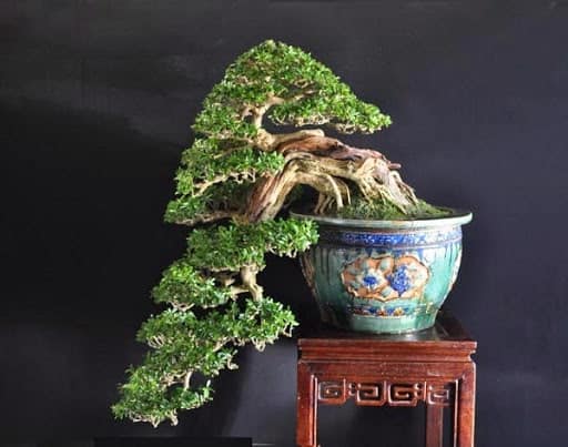 tong-hop-the-cay-bonsai-duoc-ua-chuong-nhat-park-7-5