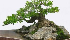 tong-hop-the-cay-bonsai-duoc-ua-chuong-nhat-park-7-6