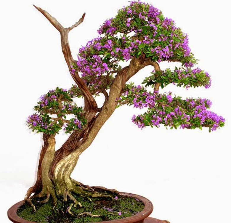 cay-linh-sam-bonsai-4